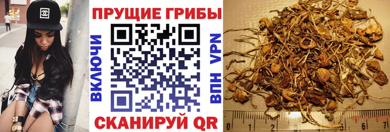 Галлюциногенные грибы Psilocybe Клинцы
